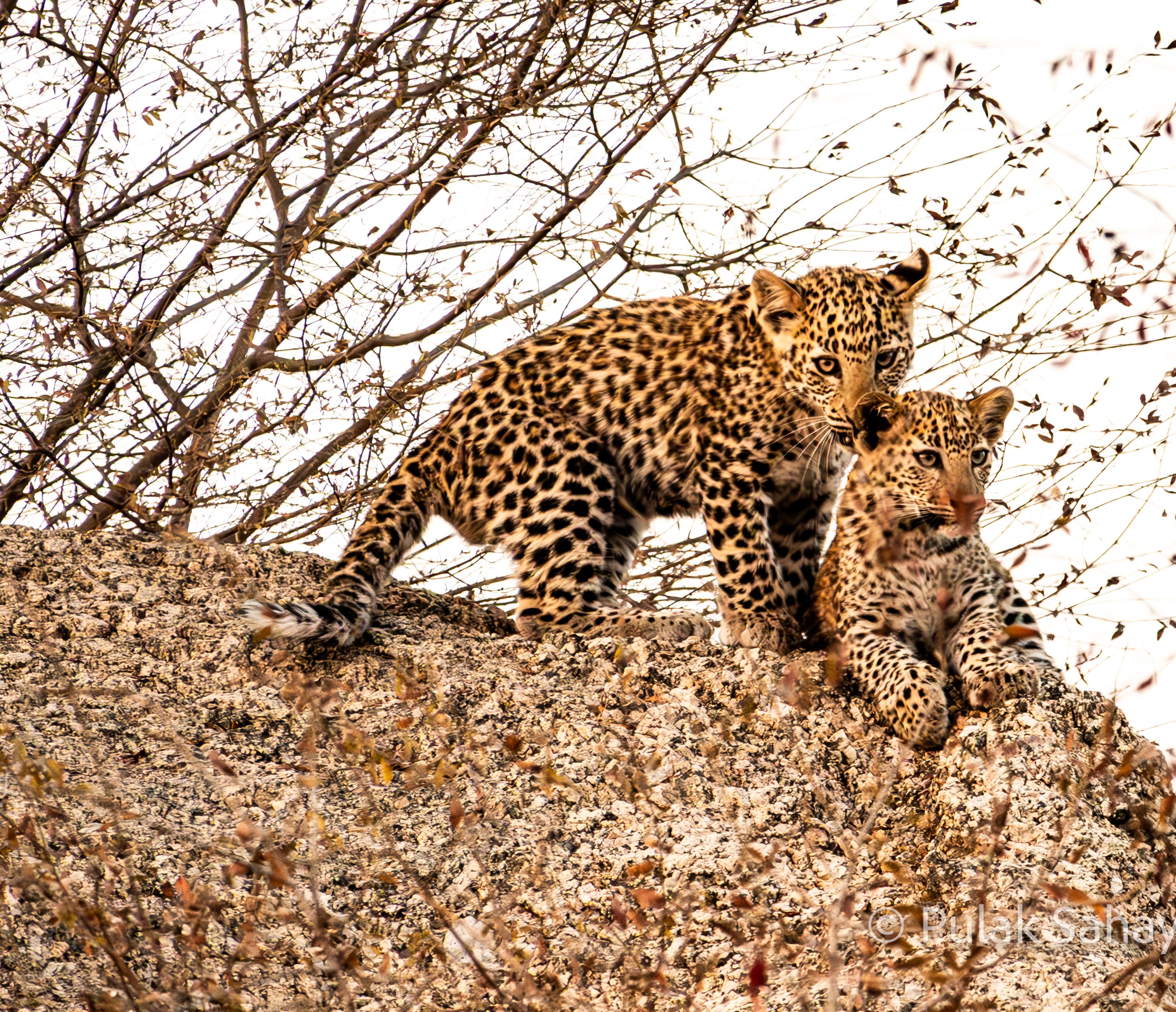 Leopard cub ear bending